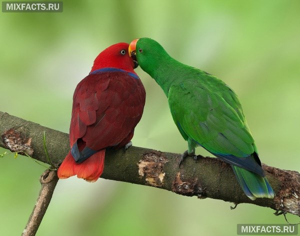Породы попугаев для домашнего содержания с фото  