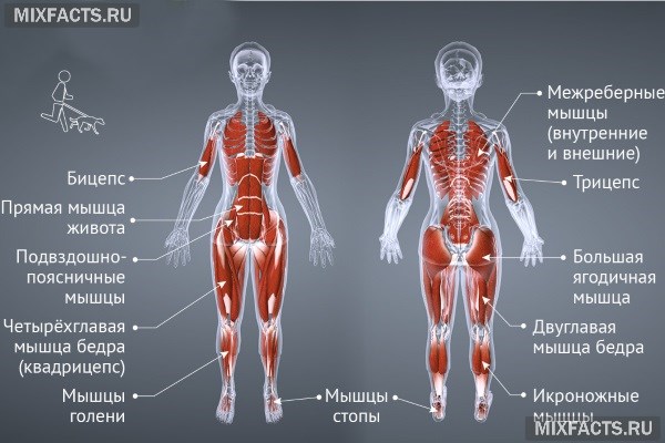 Какие мышцы задействованы при беге?