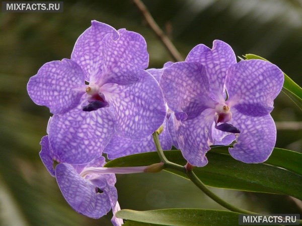 Орхидея Ванда – уход в домашних условиях, выращивание, размножение 