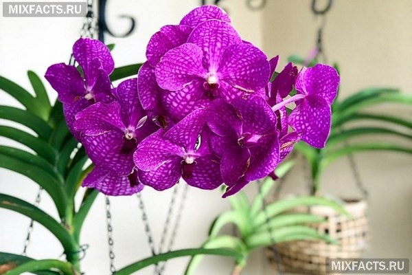Орхидея Ванда – уход в домашних условиях, выращивание, размножение 