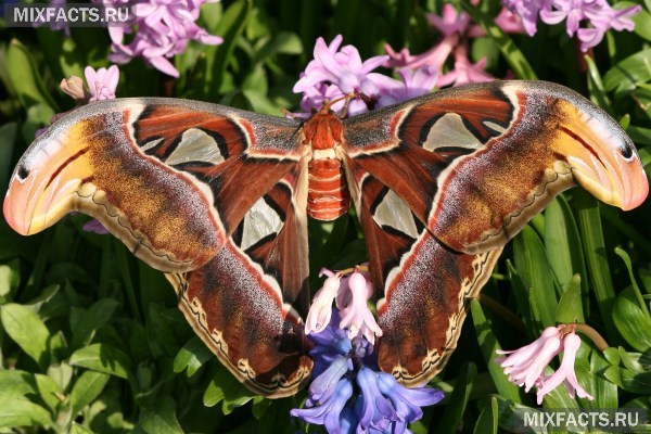 Самые красивые бабочки в мире – описание с фото 