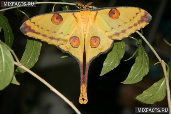 Самые красивые бабочки в мире – описание с фото 