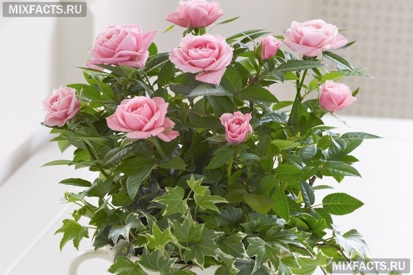 Как ухаживать за комнатной розой в домашних условиях? Болезни цветка и их лечение 