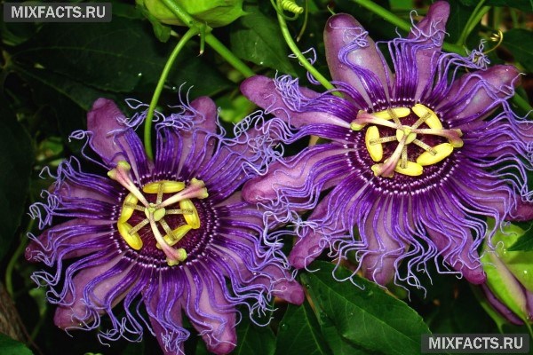 Самые странные цветы мира – названия с фото