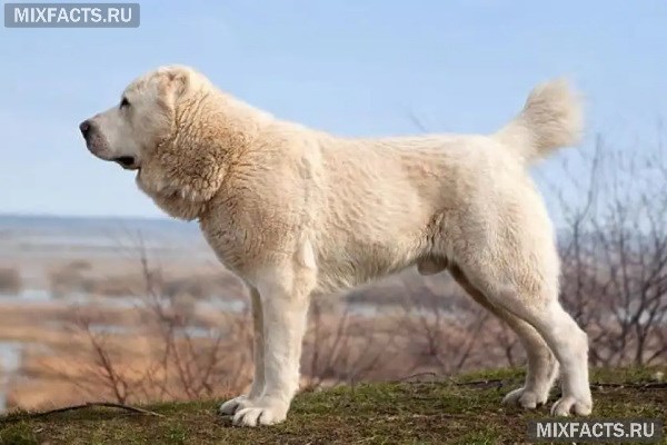 Порода собак алабай – характеристики, уход, фото