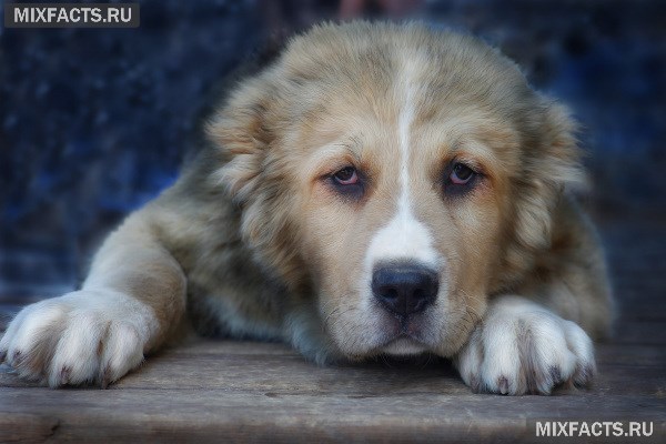 Порода собак алабай – характеристики, уход, фото