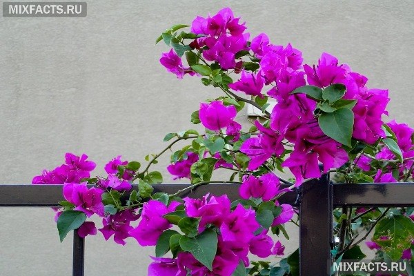 Цветок Бугенвиллия Фото Комнатная