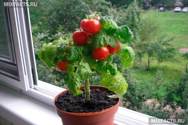 Как вырастить помидоры на подоконнике в любое время года?