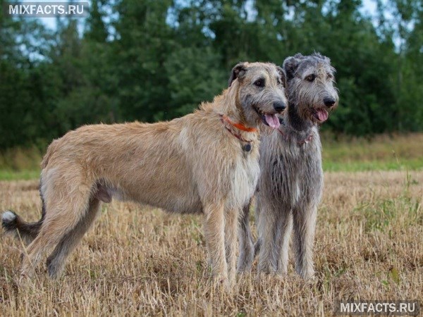 Породы бородатых собак и особенности организации ухода за ними 