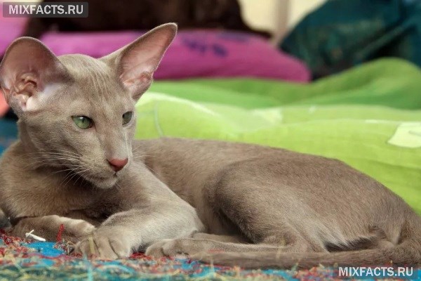 Ориентальная порода кошек – описание породы и организация правильного ухода