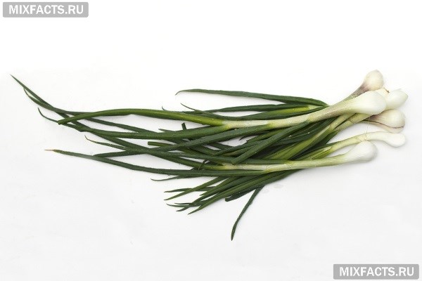 Зеленый лук – польза и вред для здоровья человека