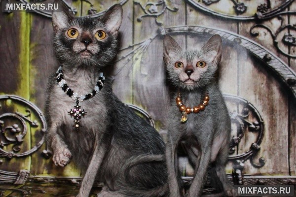 Гипоаллергенные кошки с названиями породы и фотографиями 