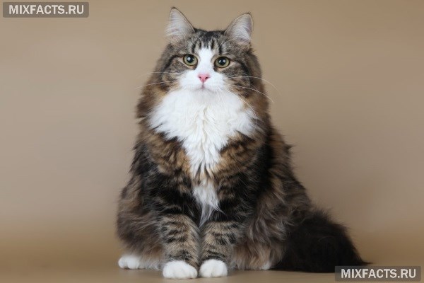 Гипоаллергенные кошки с названиями породы и фотографиями 