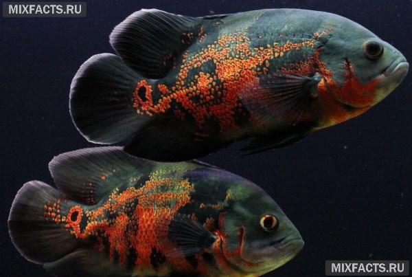 Виды аквариумных рыбок – название и совместимость  