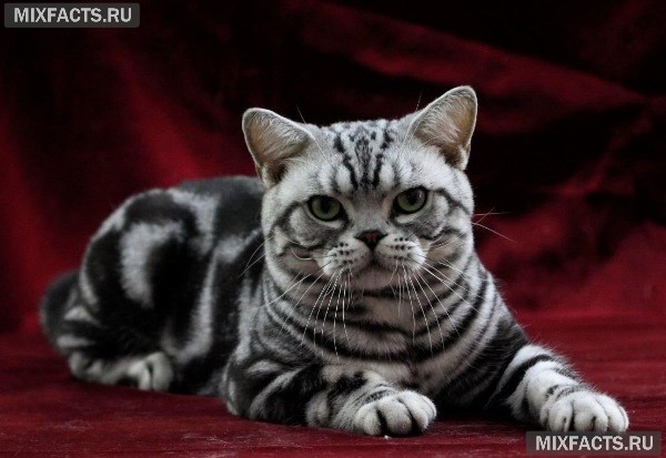 Самые умные кошки – название пород с фото