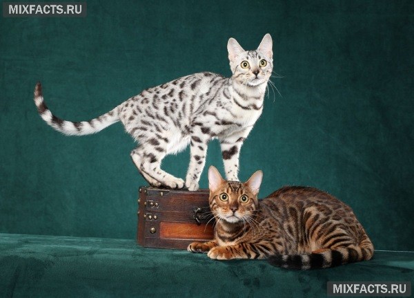 Самые умные кошки – название пород с фото