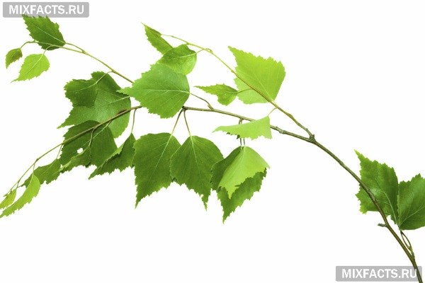 Березовые листья в народной медицине