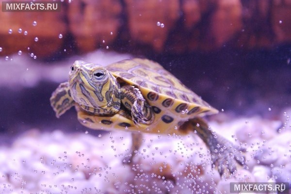 Аквариумные Черепахи Виды Фото Названия