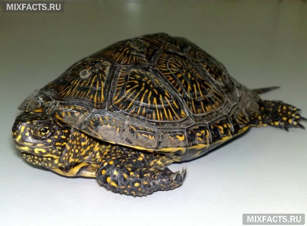 Домашние виды черепах - описание и названия с фото