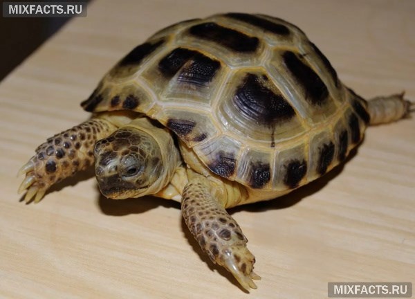 Виды домашних черепах: фото, название и описание