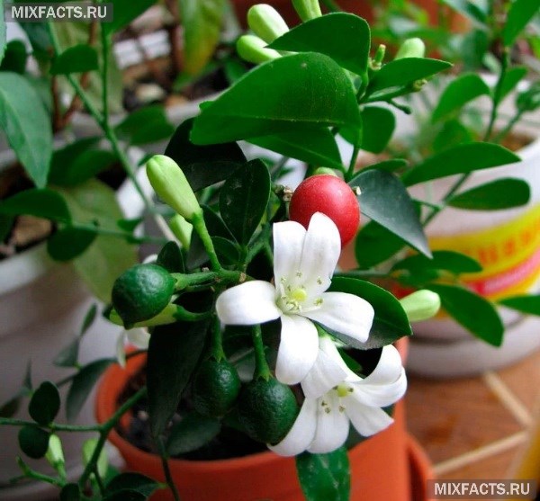 Мурайя – польза и вред растения, организация ухода в домашних условиях