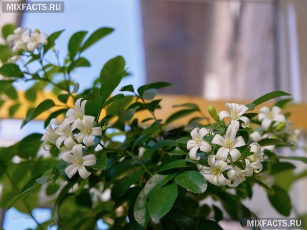 Цветок Мурайя Фото