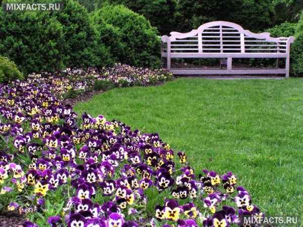 Садовые цветы - популярные многолетники с названиями и фото  