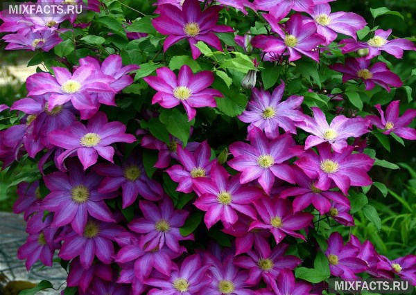 Садовые цветы - популярные многолетники с названиями и фото  