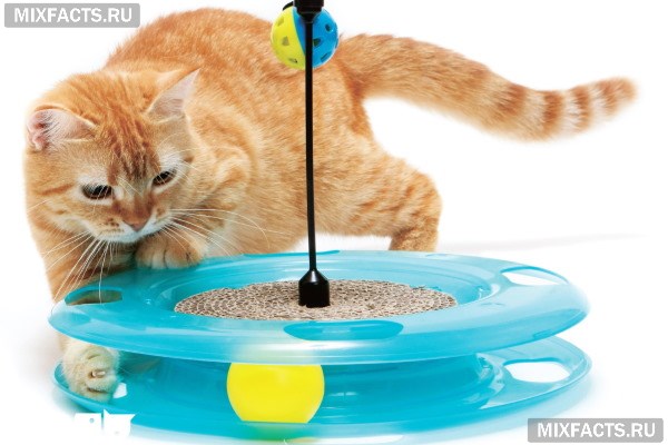 Обзор интерактивных игрушек для кошек  
