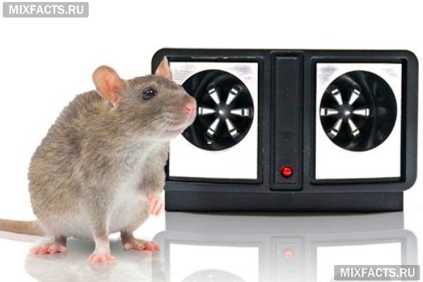 Как выбрать лучший отпугиватель крыс и мышей? 