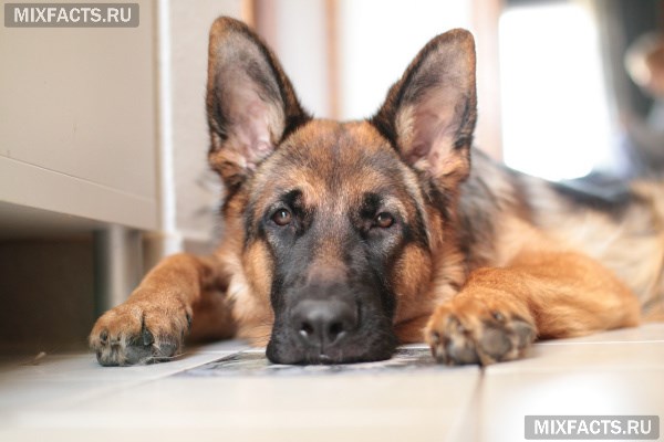Собаки-охранники - лучшие породы для дома и квартиры