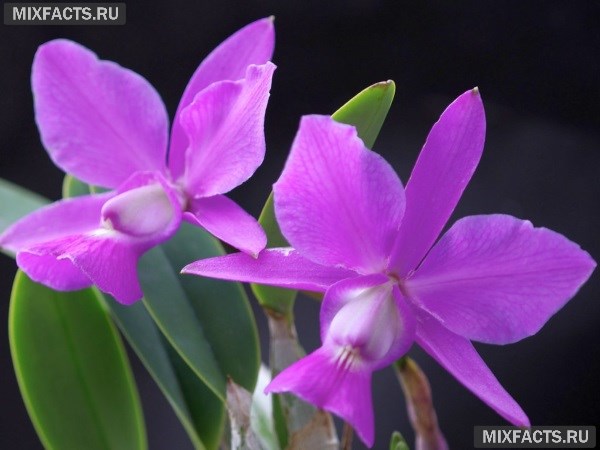 Виды Орхидей Фото И Названия По Листьям