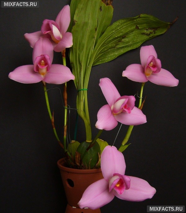 Виды орхидей с фото и названиями по листьям 