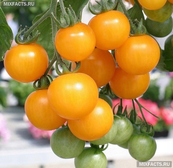 Сорта желтых томатов – описание с фото 
