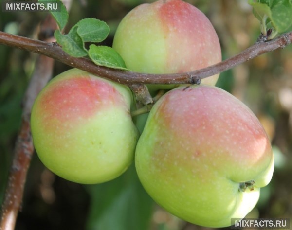Зимние сорта яблок – описание с фото