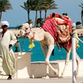 Верблюд - одно из средств передвижения в Египте