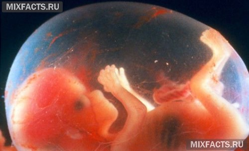 Понедельное развитие ребенка в утробе матери видео thumbnail