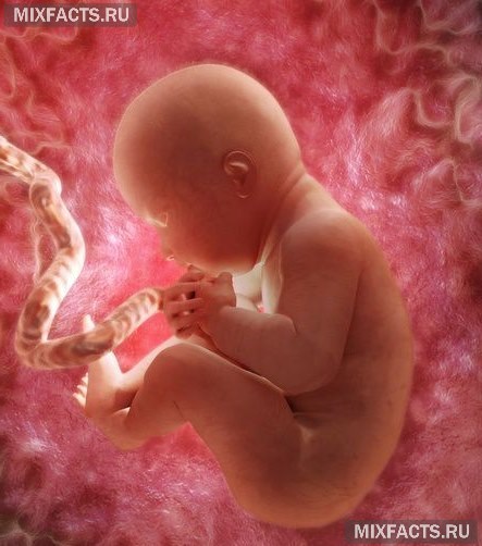 Видео развития ребенка в утробе по неделям с рассказом thumbnail