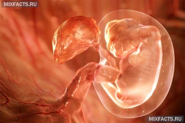 день имплантации эмбриона
